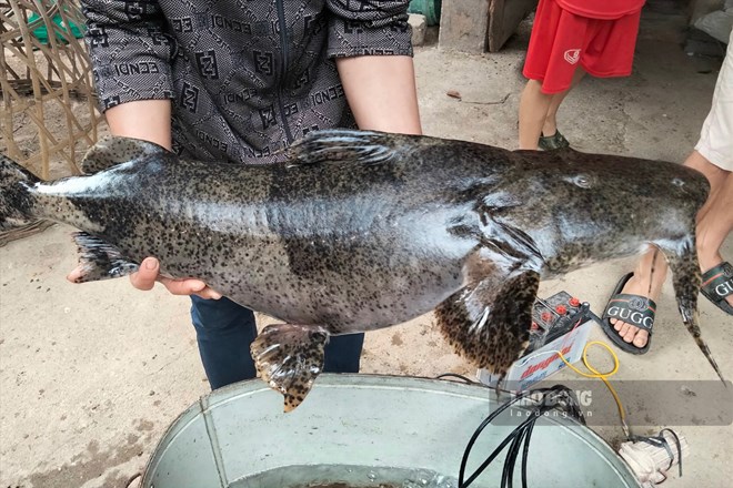 Cá chiên sông Lô